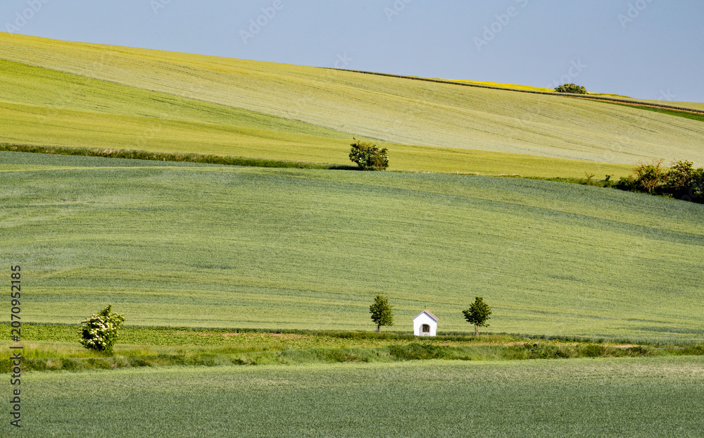 Obraz premium rolling green fields in early summer in Czech Moravia