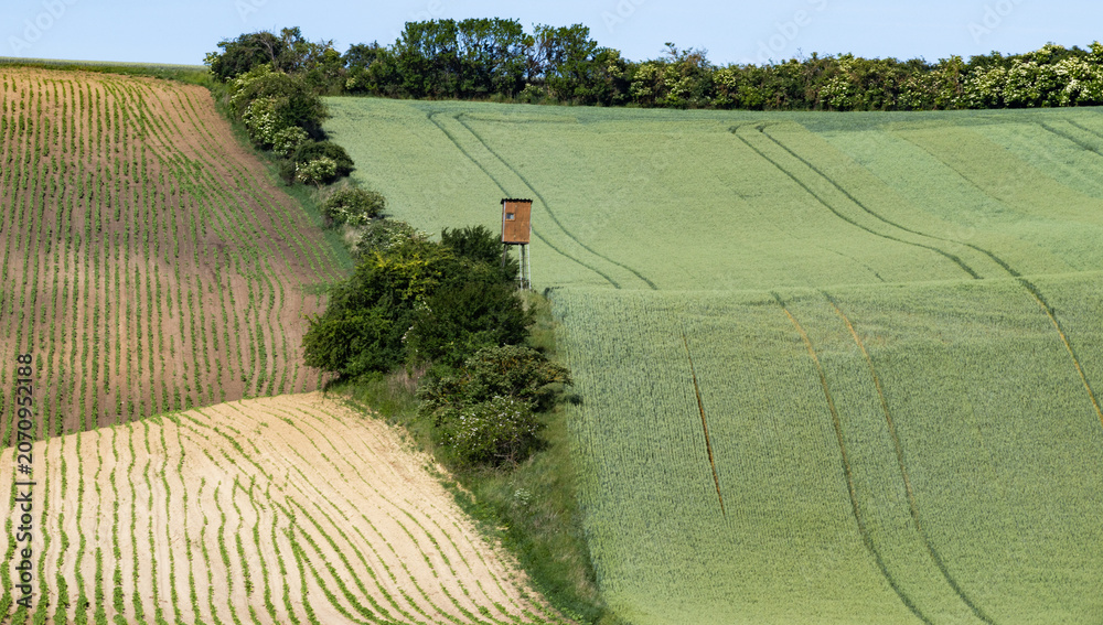 Obraz premium rolling green fields in early summer in Czech Moravia