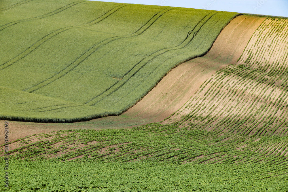 Fototapeta premium rolling green fields in early summer in Czech Moravia