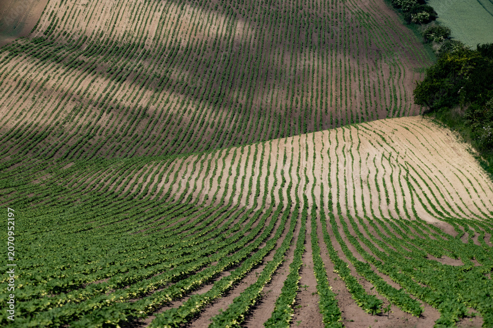 Fototapeta premium rolling green fields in early summer in Czech Moravia