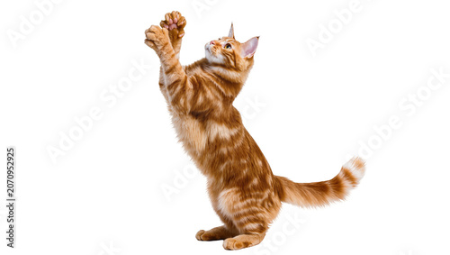 Quadro su tela Isolated adorable ginger tabby kitten standing on hind legs with paws up reachin