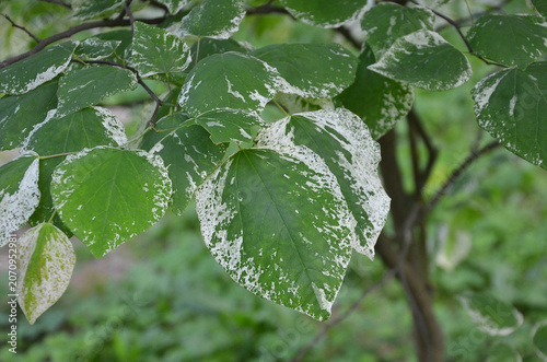 Cercis canadensis 'Alley Cat' or  eastern redbud tree branches with green -white variegated leaves.