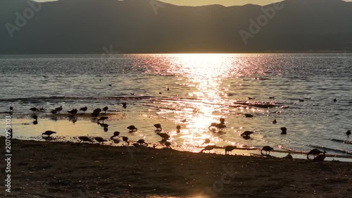 Set against the golden glow of the sunset, the soothing natural scenery of a flock of birds feeding by the lake and the mountain silhouettes in the background.