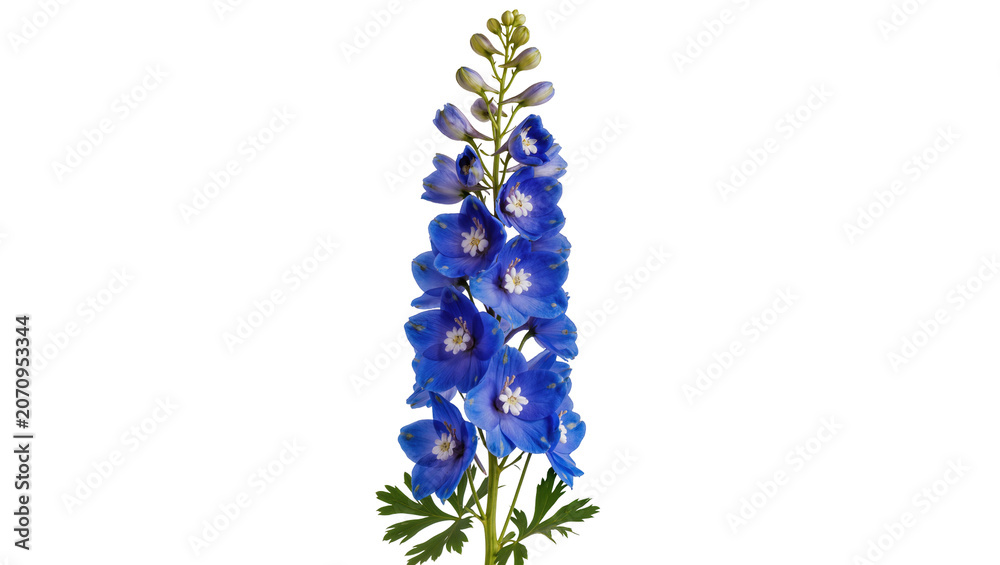 Fototapeta premium Isolated vibrant blue delphinium flower spike with delicate petals and green foliage