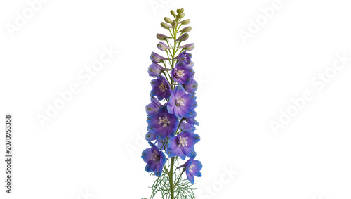 Canvas Print Isolated vertical close-up of a vibrant purple and blue delphinium flower spike with lush green stem