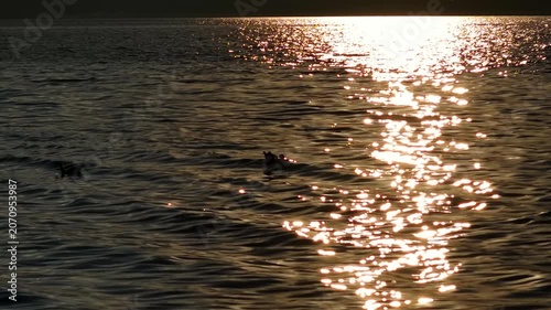 The enchanting and soothing silhouette of ducks floating peacefully on the sea’s surface, glistening in the golden light of the sunset.
