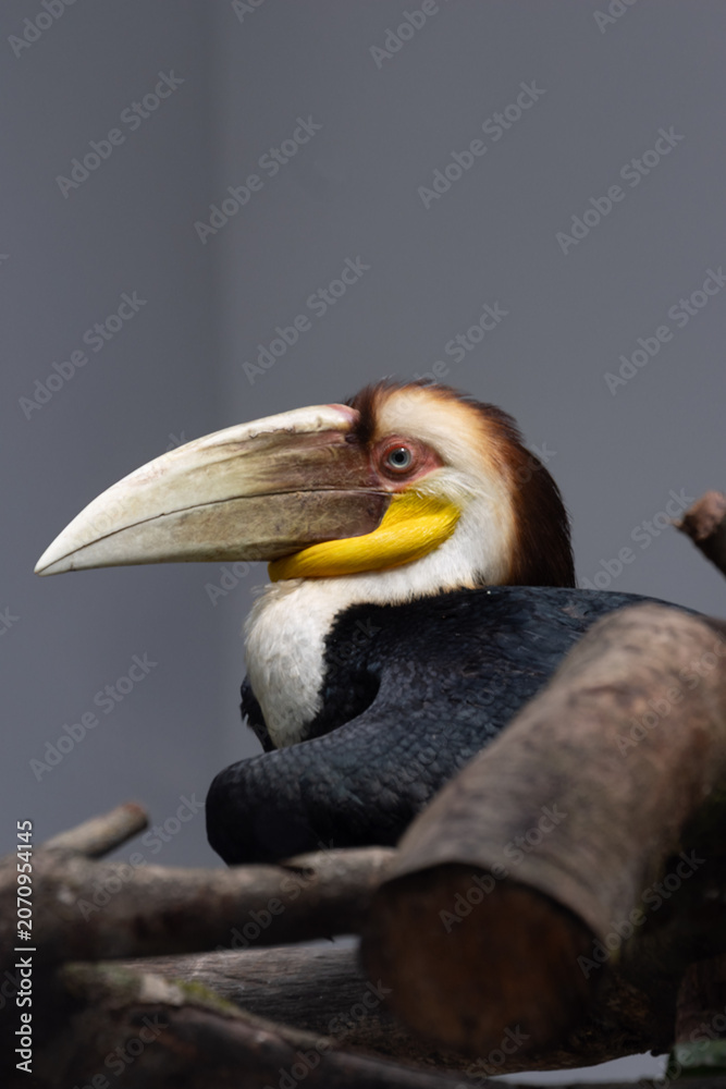 Fototapeta premium Profile Close-up of a Male Wreathed Hornbill
