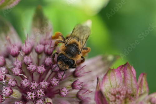 Closeup on a fresh emerged yellow-legged mining bee, Andrena flavipes on a pink Astrantia major flower