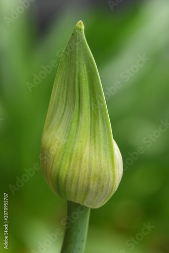 Closeup on a unopened flower bud of African lily, Agapanthus africanus