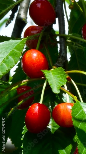 Ripe red juicy cherries hanging on a tree branch during the summer harvest season. Concept of cherry cultivation, fruit growing, and harvesting fresh berries. Sweet natural dessert rich in vitamins