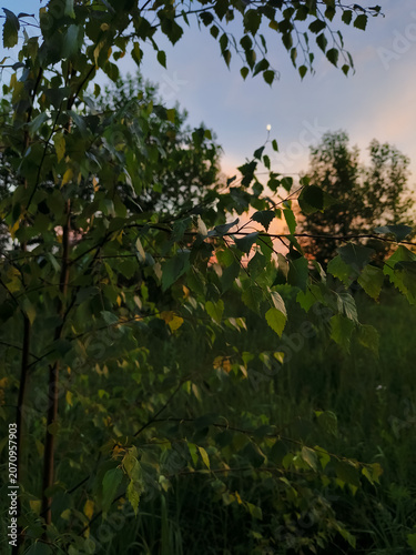 Green branches of a young small birch tree with leaves on blue sunset colorful sky and green grass in the field background
