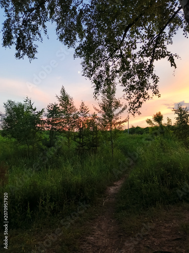 Silhouette of branches birch trees with leaves on blue sunset colorful sky and green grass in the field with foot path background