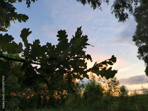 A bright, beautiful sunset, blue, orange, red sky in the forest, framed by the silhouette green leaves on the oak branches in the summer