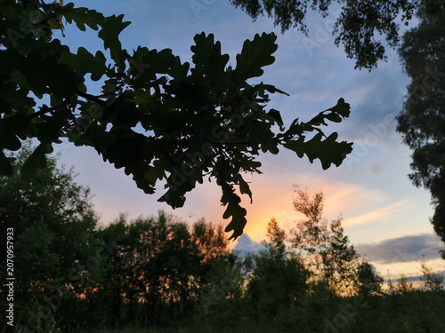 A bright, beautiful sunset, blue, orange, red sky in the forest, framed by the silhouette green leaves on the oak branches in the summer