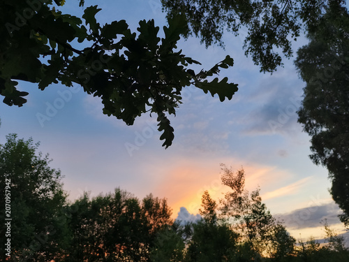 A bright, beautiful sunset, blue, orange, red sky in the forest, framed by the silhouette green leaves on the oak branches in the summer