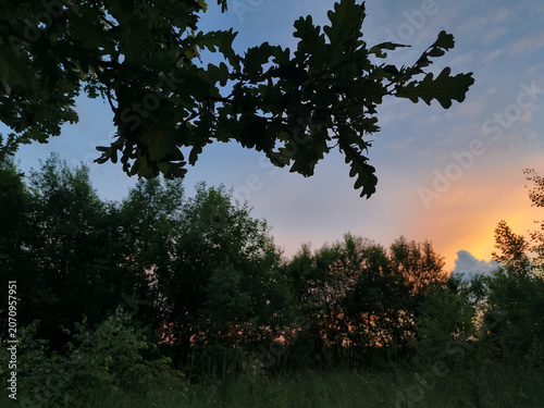 A bright, beautiful sunset, blue, orange, red sky in the forest, framed by the silhouette green leaves on the oak branches in the summer