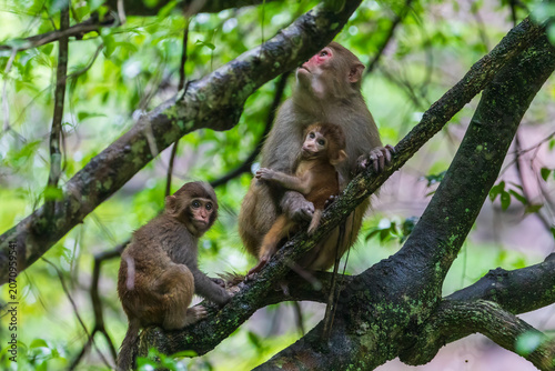 Monkeys in a park in Zhangjiajie National Forest Park