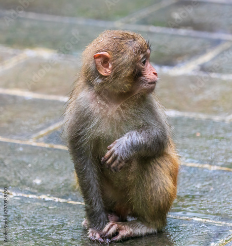Monkeys in a park in Zhangjiajie National Forest Park