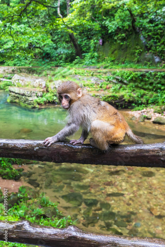 Monkeys in a park in Zhangjiajie National Forest Park