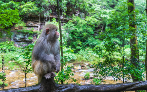 Monkeys in a park in Zhangjiajie National Forest Park
