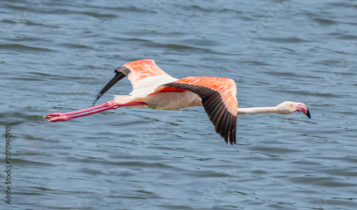 Greater flamingo flying over wetland waters at Fuente de Piedra Lagoon in Andalusia, Spain. Wildlife image capturing flight behavior and colorful plumage.