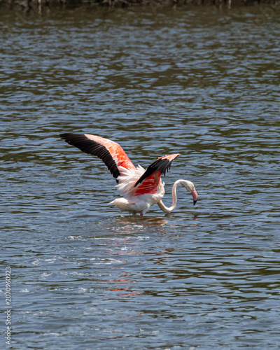 Greater flamingo taking off from the water at Fuente de Piedra Lagoon, Andalusia, Spain. Dynamic wildlife image showing flight initiation and natural bird behavior.
