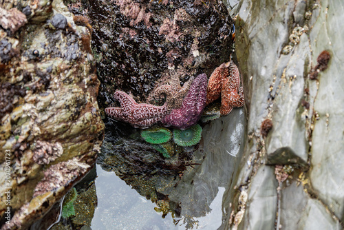 Vibrant starfish and anemones nestled in a California tidepool