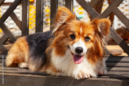 Young Pembroke Welsh Corgi,(Canis lupus familiaris)