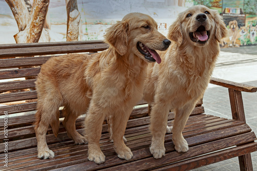 Young golden retriever (Canis lupus familiaris)