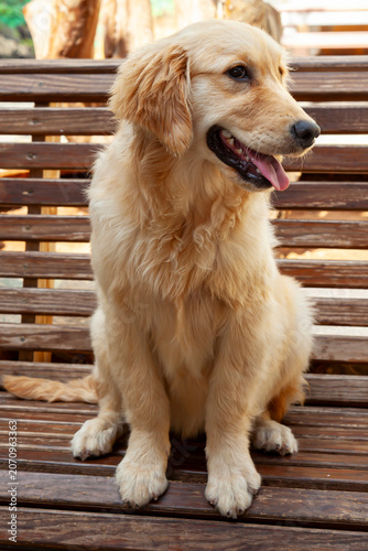 Young golden retriever (Canis lupus familiaris)