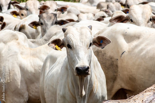Herd of Nelore cattle grazing in a pasture on the brazilian ranch