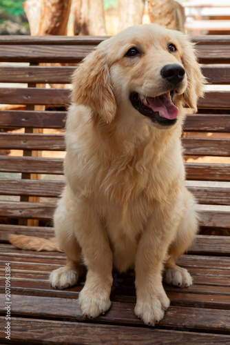 Young golden retriever (Canis lupus familiaris)