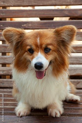 Young Pembroke Welsh Corgi,(Canis lupus familiaris)