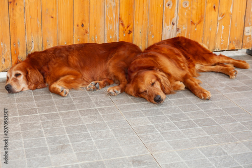 Young golden retriever (Canis lupus familiaris) sleeping