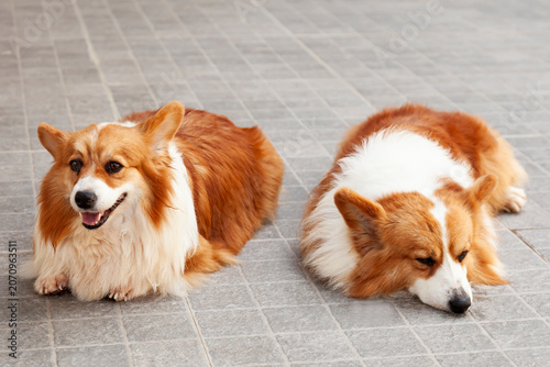 Young Pembroke Welsh Corgi,(Canis lupus familiaris)