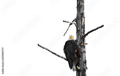 Bald Eagle (Haliaeetus Leucocephalus) In A Dead Tree