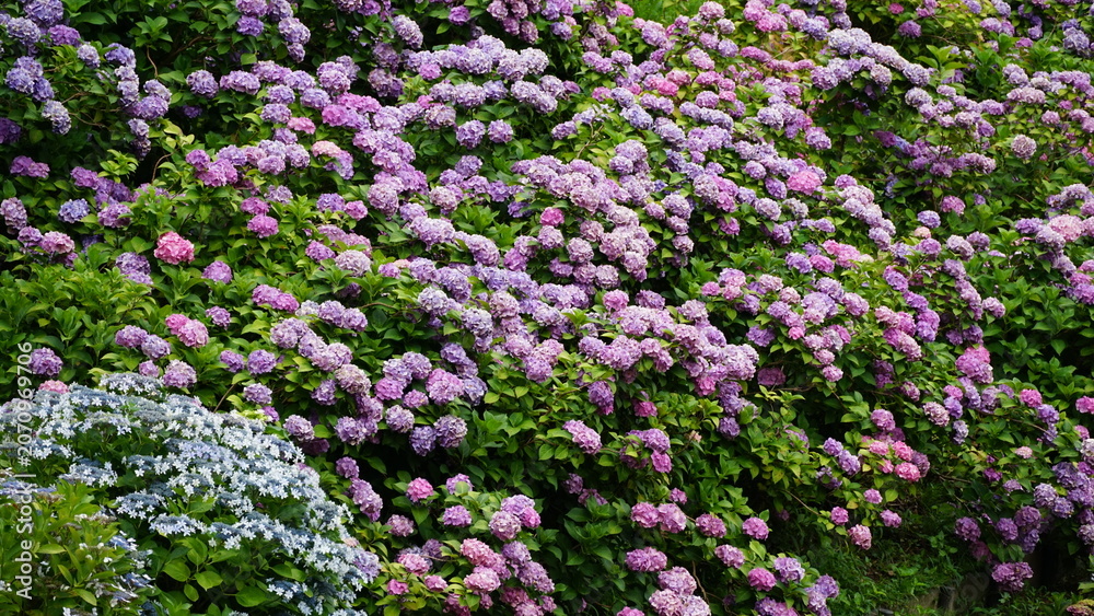 Fototapeta premium Rainy Season Romance of Ajisai: The Diverse Hydrangeas of Japan's Monsoon, Varieties and Vibrant Colors of June