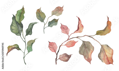 Watercolor realistic boatny - green and autumn colored leaves on elegant branches. Hand painted botanical set