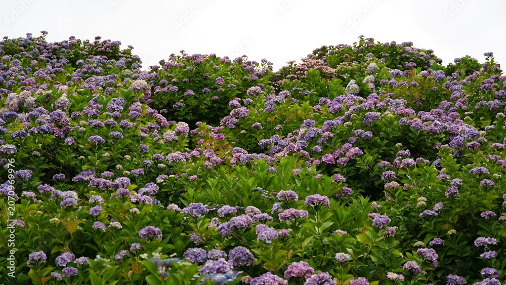 Obraz premium Rainy Season Romance of Ajisai: The Diverse Hydrangeas of Japan's Monsoon, Varieties and Vibrant Colors of June