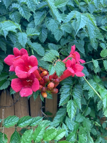 Trumpet vine flowers in spring