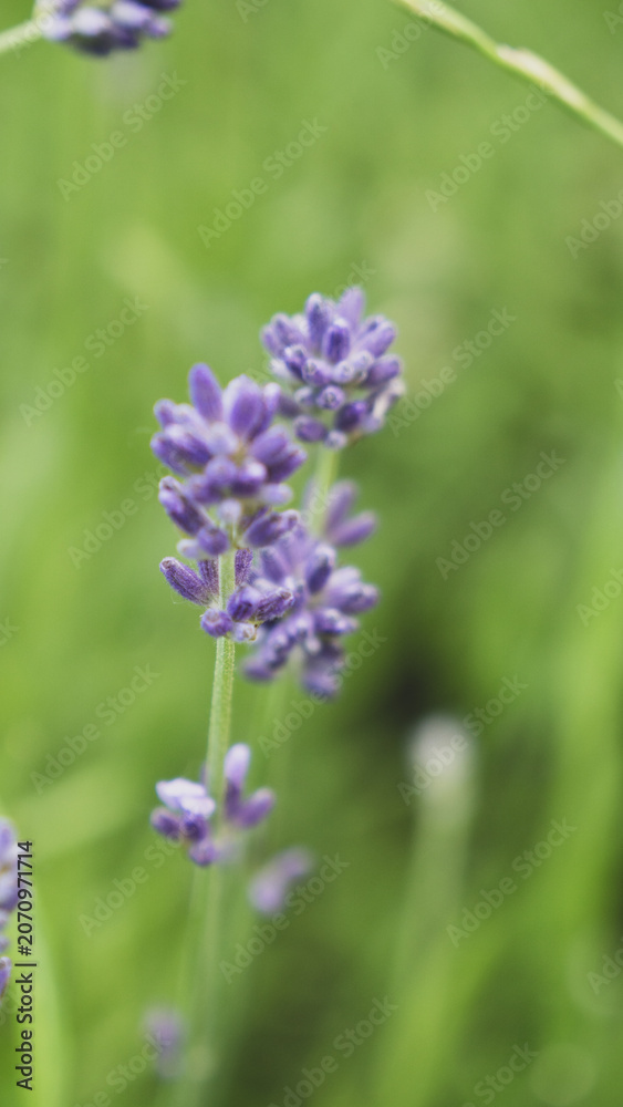 Naklejka premium Macro shot of vibrant purple lavender stems blooming outdoors against a bright, lush green blurred grass background with selective focus.