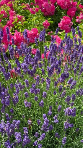 Beautiful blooming purple lavender flowers with vibrant pink roses in a summer vertical video 