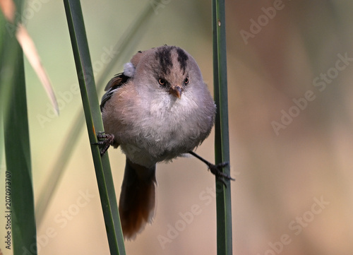 a beautiful bearded reedling in the wild