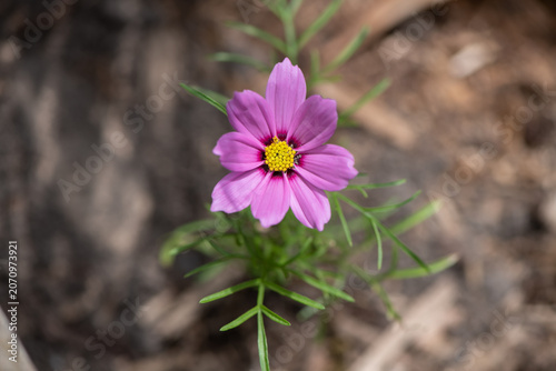 pink and yellow flower