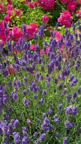 Beautiful blooming purple lavender flowers with vibrant pink roses,  vertical video in a summer garden