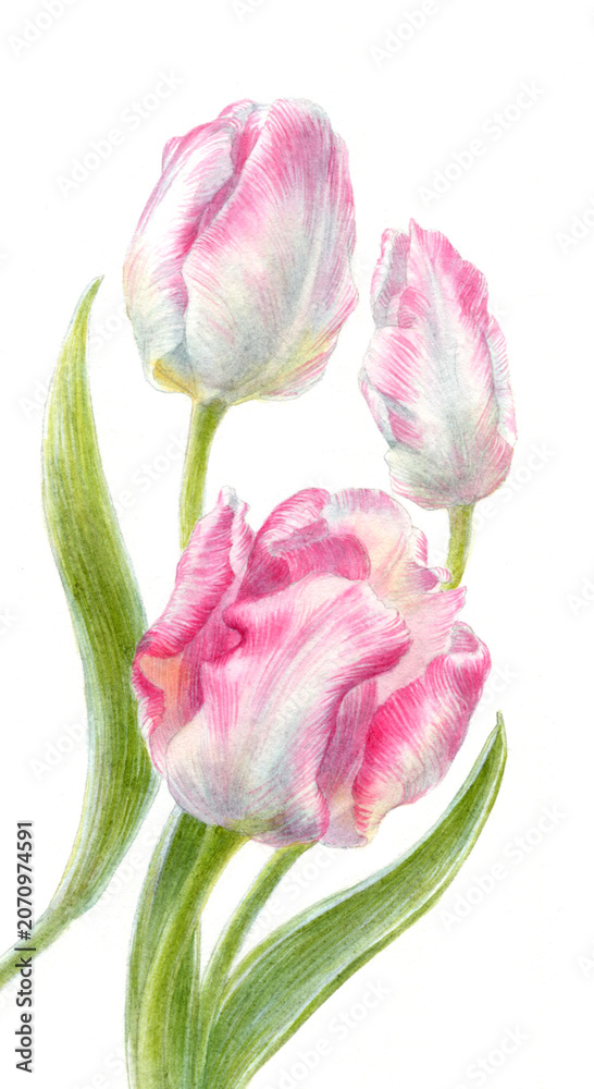 Fototapeta premium Watercolor botanical illustration of pink parrot tulips.