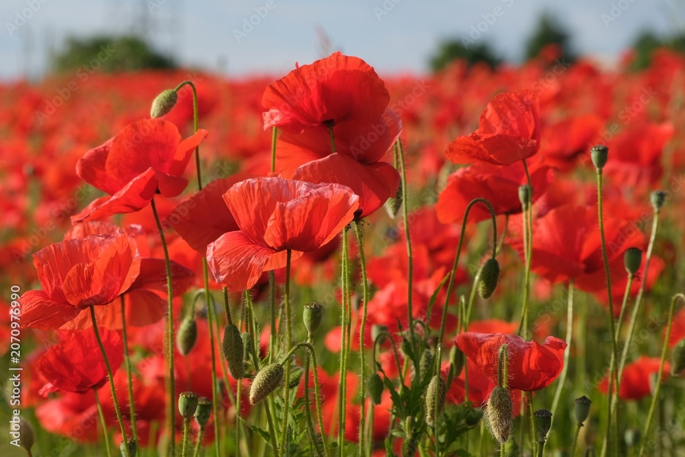 Naklejka premium Amazing rural scenery of field with red poppies.