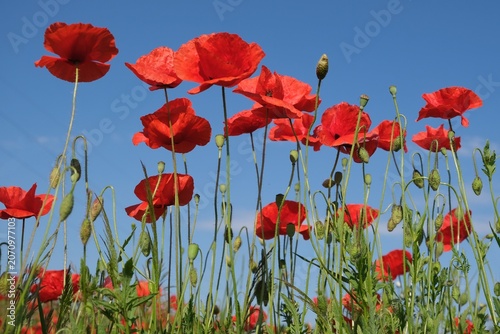 Amazing rural scenery of field with red poppies with blue sky in background