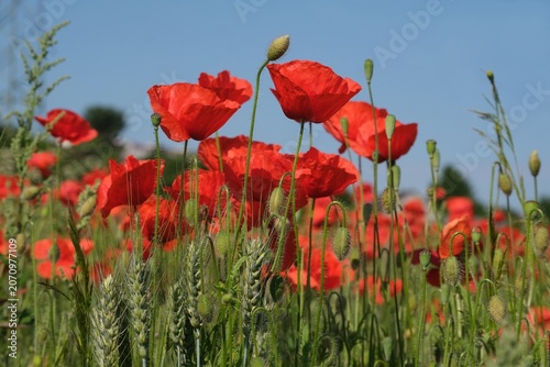Amazing rural scenery of field with red poppies with blue sky in background