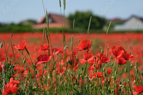 Amazing rural scenery of field with red poppies. Farm building in background.